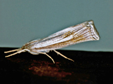Ancylolomia chrysographellus